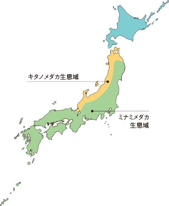 日本のメダカの分布図